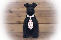 DEXTER- TOY BLACK, a male Miniature Schnauzer for sale in Tremonton, UT – Photo 5 of 5