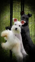 DEXTER- TOY BLACK MEGACOAT, a male Miniature Schnauzer for sale in Tremonton, UT – Photo 3 of 10
