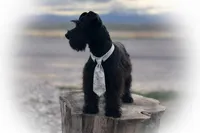 DEXTER- TOY BLACK MEGACOAT, a male Miniature Schnauzer for sale in Tremonton, UT – Photo 4 of 8