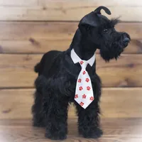 DEXTER- TOY BLACK MEGACOAT, a male Miniature Schnauzer for sale in Tremonton, UT – Photo 3 of 5