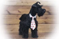DEXTER- TOY BLACK, a male Miniature Schnauzer for sale in Tremonton, UT – Photo 3 of 5
