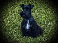 DEXTER- TOY BLACK MEGACOAT, a male Miniature Schnauzer for sale in Tremonton, UT – Photo 4 of 10