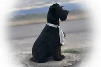 DEXTER- TOY BLACK MEGACOAT, a male Miniature Schnauzer for sale in Tremonton, UT – Photo 7 of 8