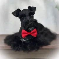 DEXTER- TOY BLACK MEGACOAT, a male Miniature Schnauzer for sale in Tremonton, UT – Photo 1 of 5