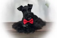 DEXTER- TOY BLACK, a male Miniature Schnauzer for sale in Tremonton, UT – Photo 1 of 5