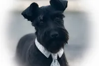 DEXTER- TOY BLACK MEGACOAT, a male Miniature Schnauzer for sale in Tremonton, UT – Photo 5 of 8