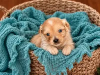 Ziva, a female Miniature Schnauzer for sale in Tremonton, UT – 1 of 2