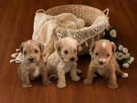 Maisy- Red Toy, a female Miniature Schnauzer for sale in Tremonton, UT – 4 of 4