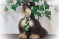Lucky- Phantom Lvr/Tan, a male Miniature Schnauzer for sale in Tremonton, UT – Photo 1 of 10