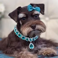 Lucky- Phantom Lvr/Tan M, a male Miniature Schnauzer for sale in Tremonton, UT – Photo 8 of 10