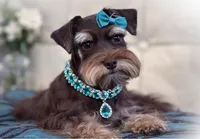 Lucky- Phantom Lvr/Tan, a male Miniature Schnauzer for sale in Tremonton, UT – Photo 8 of 10