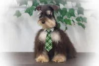 Lucky- Phantom Lvr/Tan, a male Miniature Schnauzer for sale in Tremonton, UT – Photo 3 of 10