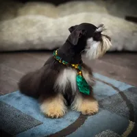 Lucky- Phantom Lvr/Tan M, a male Miniature Schnauzer for sale in Tremonton, UT – Photo 6 of 10