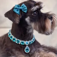 Lucky- Phantom Lvr/Tan M, a male Miniature Schnauzer for sale in Tremonton, UT – Photo 7 of 10