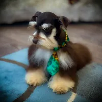 Lucky- Phantom Lvr/Tan M, a male Miniature Schnauzer for sale in Tremonton, UT – Photo 5 of 10