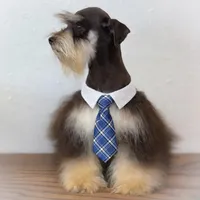 Lucky- Phantom Lvr/Tan M, a male Miniature Schnauzer for sale in Tremonton, UT – Photo 9 of 10