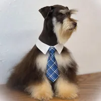 Lucky- Phantom Lvr/Tan M, a male Miniature Schnauzer for sale in Tremonton, UT – Photo 10 of 10