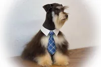 Lucky- Phantom Lvr/Tan, a male Miniature Schnauzer for sale in Tremonton, UT – Photo 10 of 10