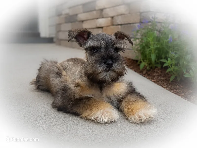 ECHO- TCUP S/P MALE   – Miniature Schnauzer puppy for sale in Tremonton, UT