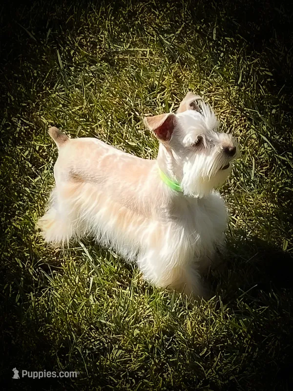 Winston- Toy Wheaten  – Miniature Schnauzer puppy for sale in Tremonton, UT