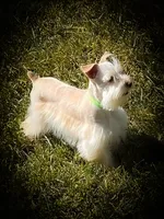 Winston- Toy Wheaten , a male Miniature Schnauzer for sale in Tremonton, UT – 1 of 10