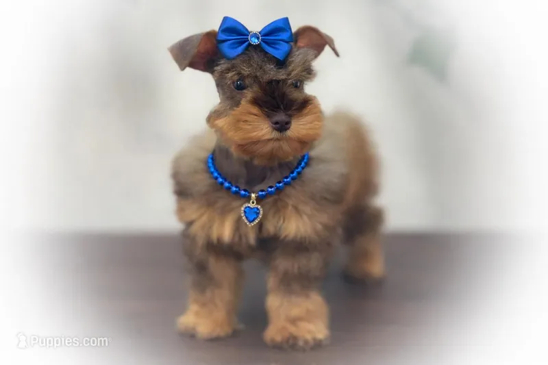 SCARLETT- Red Sable SABLE – Miniature Schnauzer puppy for sale in Tremonton, UT