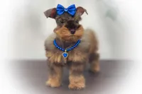 SCARLETT- Red Sable SABLE, a female Miniature Schnauzer for sale in Tremonton, UT – Photo 1 of 10