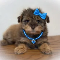 SCARLETT- Red Sable SABLE, a female Miniature Schnauzer for sale in Tremonton, UT – Photo 7 of 10