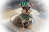 SCARLETT- Red Sable SABLE, a female Miniature Schnauzer for sale in Tremonton, UT – Photo 6 of 10