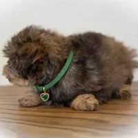 SCARLETT- Red Sable SABLE, a female Miniature Schnauzer for sale in Tremonton, UT – Photo 9 of 10