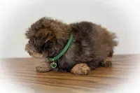 SCARLETT, a female Miniature Schnauzer for sale in Tremonton, UT – Photo 4 of 5