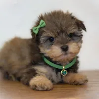 SCARLETT- Red Sable SABLE, a female Miniature Schnauzer for sale in Tremonton, UT – Photo 10 of 10