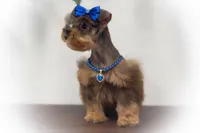 SCARLETT- Red Sable SABLE, a female Miniature Schnauzer for sale in Tremonton, UT – Photo 3 of 10