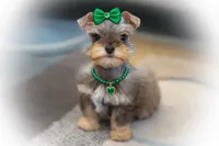 SCARLETT- Red Sable SABLE, a female Miniature Schnauzer for sale in Tremonton, UT – Photo 5 of 10