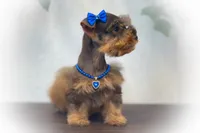 SCARLETT- Red Sable SABLE, a female Miniature Schnauzer for sale in Tremonton, UT – Photo 2 of 10