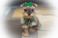 SCARLETT- Red Sable SABLE, a female Miniature Schnauzer for sale in Tremonton, UT – Photo 4 of 10