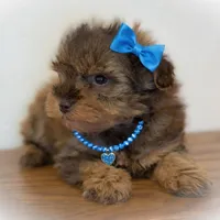 SCARLETT- Red Sable SABLE, a female Miniature Schnauzer for sale in Tremonton, UT – Photo 8 of 10