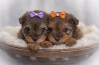 SCARLETT, a female Miniature Schnauzer for sale in Tremonton, UT – Photo 5 of 5