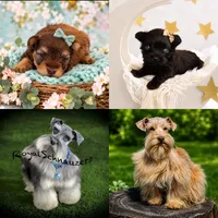 Blue Eyed Baby, a female Miniature Schnauzer for sale in Tremonton, UT – 1 of 3