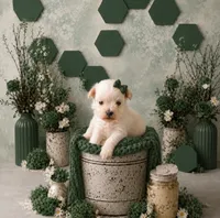 Ginger- Micro Tcup Whaeten , a female Miniature Schnauzer for sale in Tremonton, UT – 7 of 10