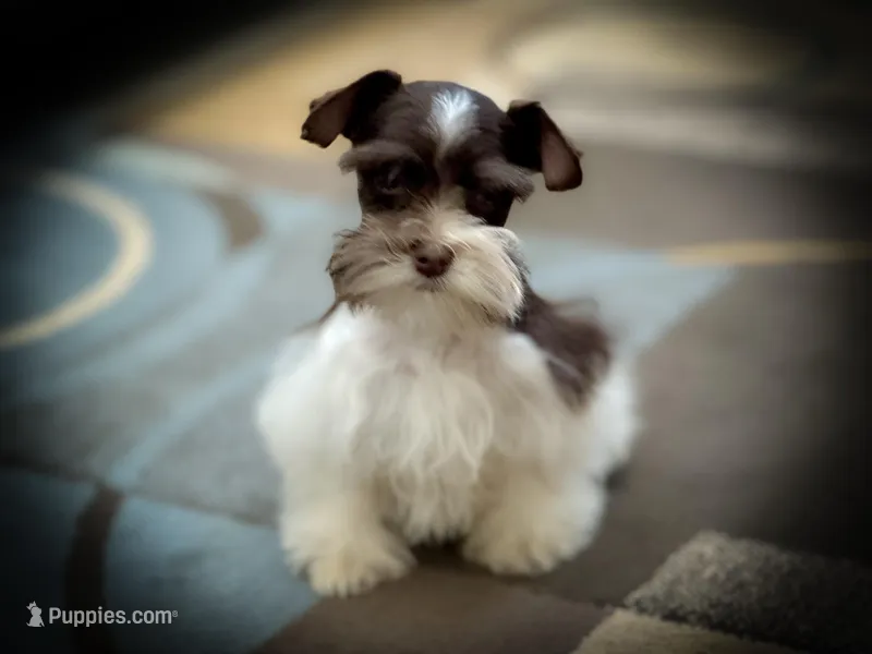 MATEO- Lvr Rust MicroTcup