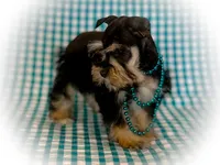 MATEO- Lvr Rust MicroTcup, a male Miniature Schnauzer for sale in Tremonton, UT – Photo 4 of 5