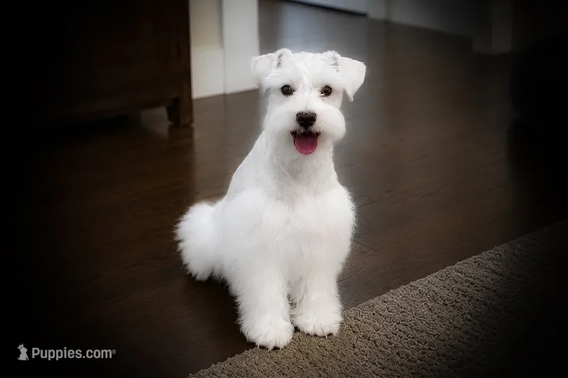 AJAX- WH Choc Full AKC – Miniature Schnauzer puppy for sale in Tremonton, UT