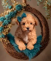 Maisy- Red Toy, a female Miniature Schnauzer for sale in Tremonton, UT – 1 of 7