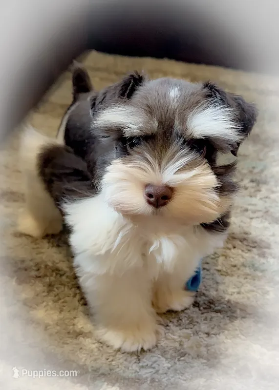 DaVinci- Toy Male  – Miniature Schnauzer puppy for sale in Tremonton, UT