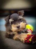 MITSUKO- TCUP LIVER AND RUST, a female Miniature Schnauzer for sale in Tremonton, UT – 1 of 2