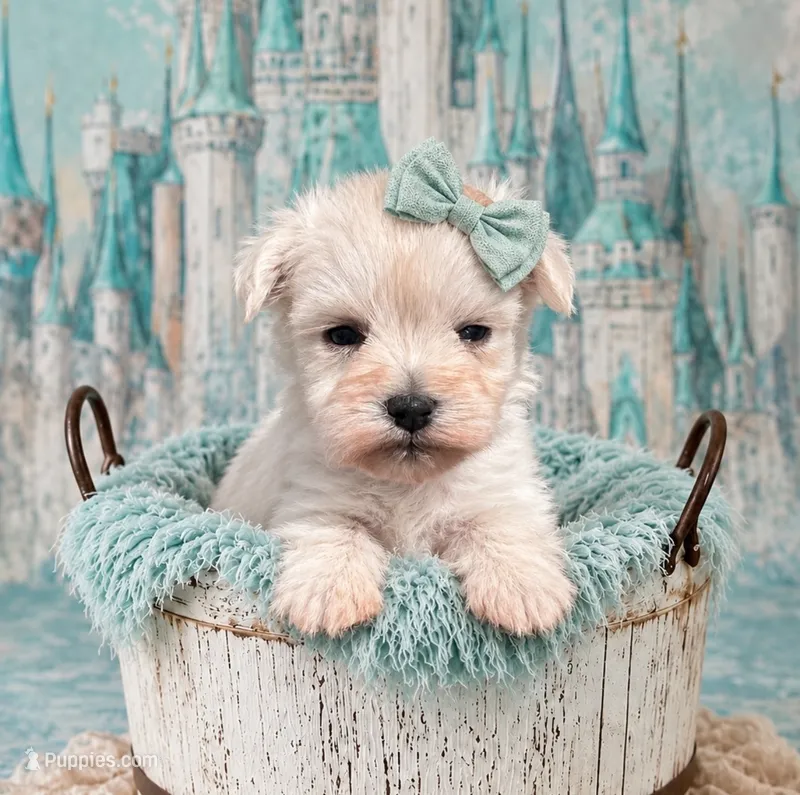 Gidget- Tiny Wheaten – Miniature Schnauzer puppy for sale in Tremonton, UT