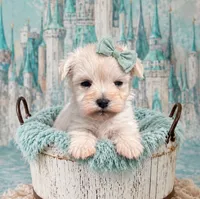 Gidget- MICRO TCUP Wheaten, a female Miniature Schnauzer for sale in Tremonton, UT – 3 of 9