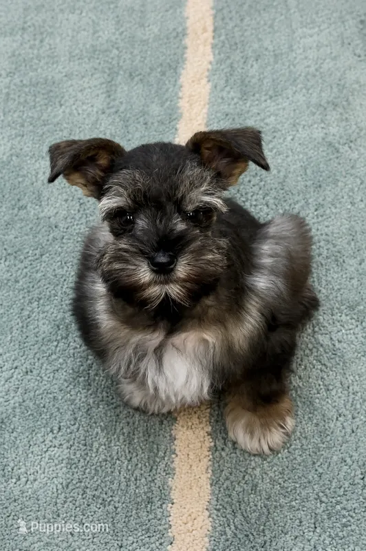 ECHO- TCUP S/P MALE – Miniature Schnauzer puppy for sale in Tremonton, UT