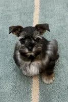 ECHO- TCUP S/P MALE  , a male Miniature Schnauzer for sale in Tremonton, UT – 3 of 7